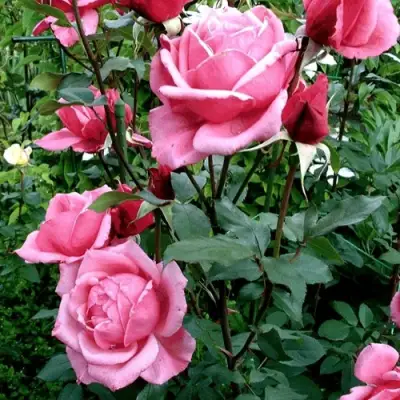 Роза ЭЙФЕЛЕВА БАШНЯ чайно-гибридная в Жлобине