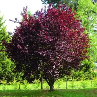 Слива НИГРА растопыреная в Жлобине