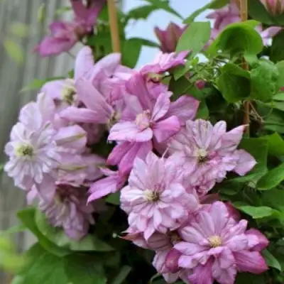 Клематис ИННОСЕНТ ГЛАНС в Жлобине