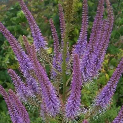 Вероникаструм ФАСЦИНЕЙШН в Жлобине