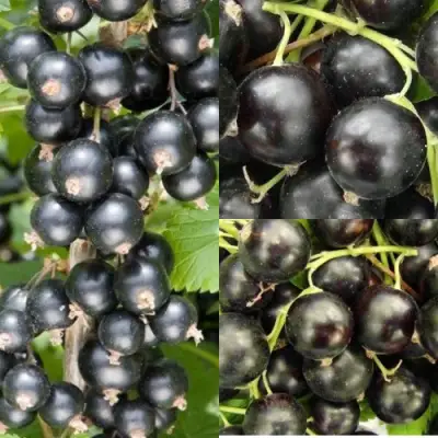 Комплект ЧЕРНАЯ СИЛА в Жлобине