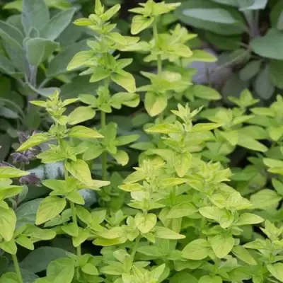 Душица ТАМБЛС ВАРИЕТИ обыкновенная в Жлобине