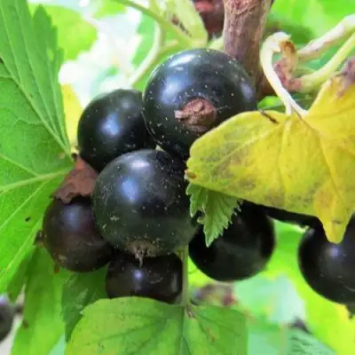 Смородина чёрная КАТЮША в Жлобине