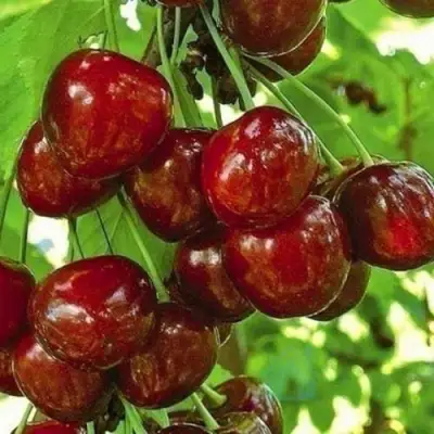 Черешня БУРЛАТ в Жлобине