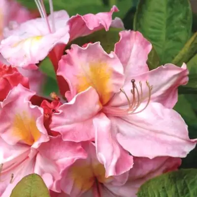 Азалия СЕССИЛЬ листопадная в Жлобине