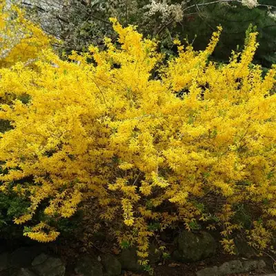 Форзиция ГОЛДЗАУБЕР средняя в Жлобине