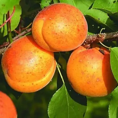 Абрикос СПАДЧЫНА в Жлобине