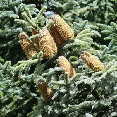 Пихта благородная в Жлобине