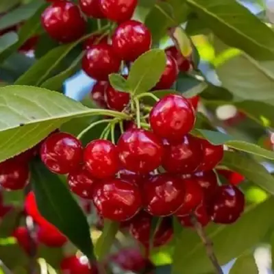 Вишня ГИРЛЯНДА в Жлобине