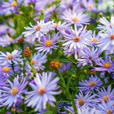 Астра ЛИТТЛ КАРЛОУ сердцелистная в Жлобине