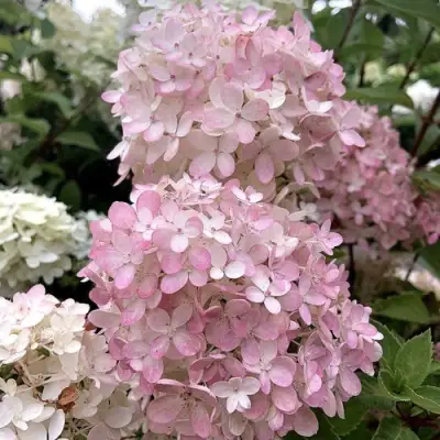 Гортензия БОМБШЕЛ метельчатая в Жлобине