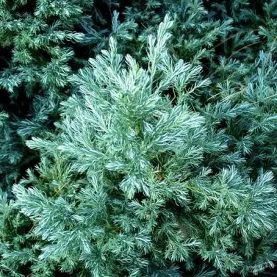 Кипарисовик БУЛЕВАРД горохоплодный в Жлобине