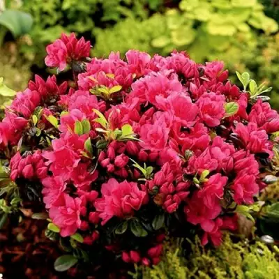 Азалия КАНЗОНЕТТА японская в Жлобине