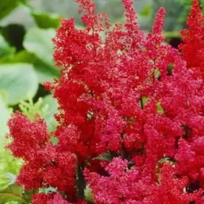 Астильба ЭТНА Арендса в Жлобине