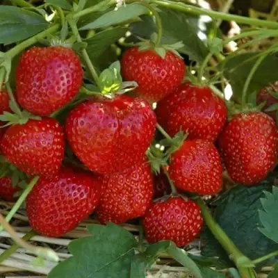 Клубника ЗЕНГА-ЗЕНГАНА в Жлобине