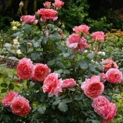 Роза ЛОРАН КАБРОЛЬ шраб в Жлобине