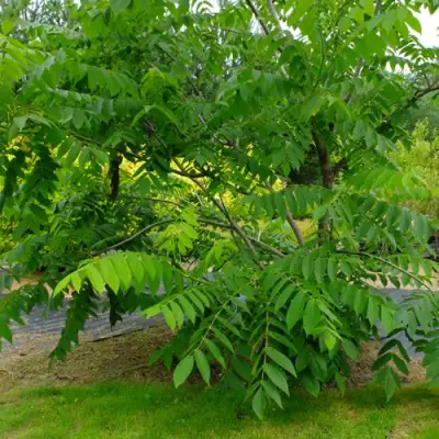 Орех МАНЬЧЖУРСКИЙ в Жлобине