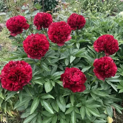 Пион ГАЛАКТИКА травянистый в Жлобине