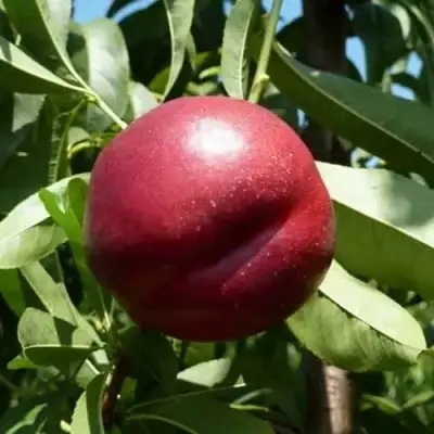 Нектарин БИГ-ТОП в Жлобине