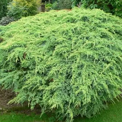 Можжевельник ХОЛГЕР чешуйчатый в Жлобине