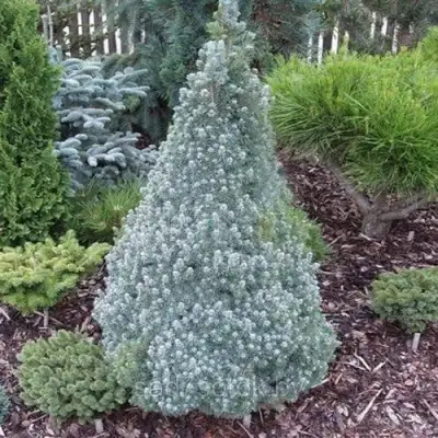 Ель САНДЕРС БЛЮ канадская в Жлобине