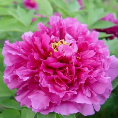 Пион ЛИЛОВАЯ ФАНТАЗИЯ древовидный в Жлобине