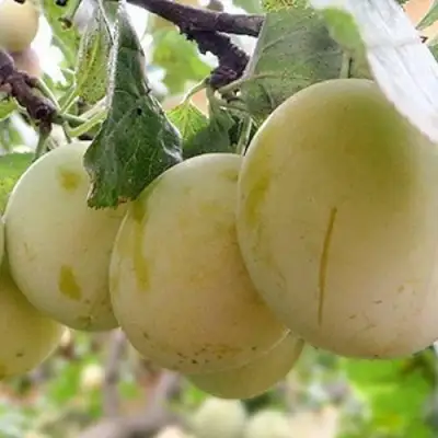 Слива УТРО в Жлобине