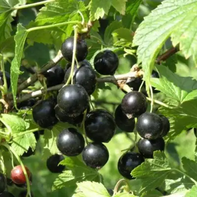 Смородина чёрная ПАМЯТЬ ВАВИЛОВА в Жлобине