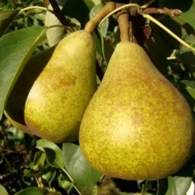 Груша ГЕНЕРАЛ ЛЕКЛЕРК в Жлобине