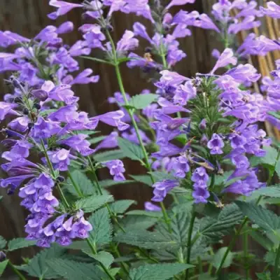 Котовник БЛЮ ДРИМС полусидячий в Жлобине