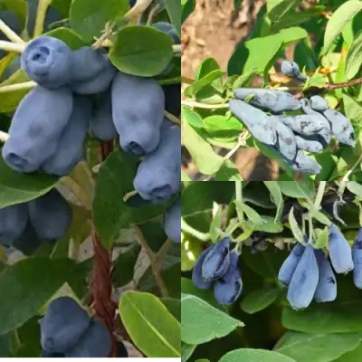 Комплект СЕВЕРНЫЕ ВИТАМИНЫ в Жлобине