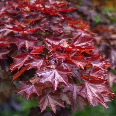 Клен КРИМСОН КИНГ остролистный в Жлобине