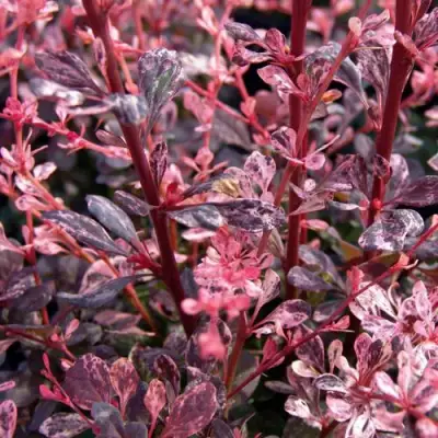 Барбарис АРЛЕКИН тунберга в Жлобине