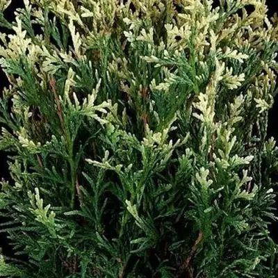 Туя ГОЛД ПЕРЛ западная в Жлобине