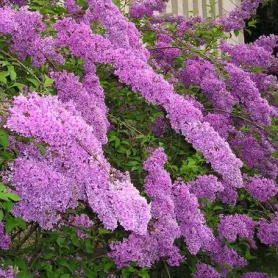 Сирень КИТАЙСКАЯ в Жлобине