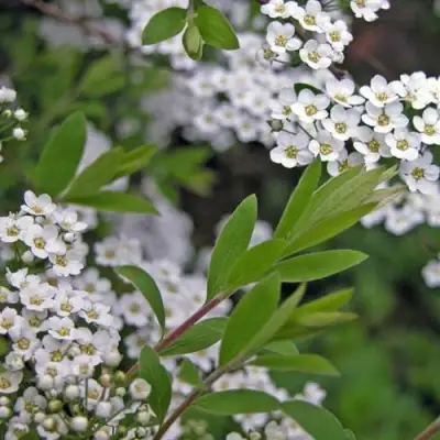 Спирея АРГУТА в Жлобине