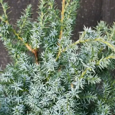 Можжевельник БЛЮ АЛЬПС китайский  в Жлобине