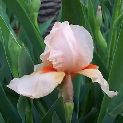 Ирис ПАТИ ДРЕСС бородатый в Жлобине