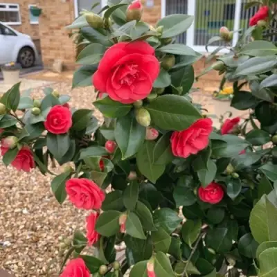 Камелия ЛЕДИ КЭМПБЕЛЛ в Жлобине