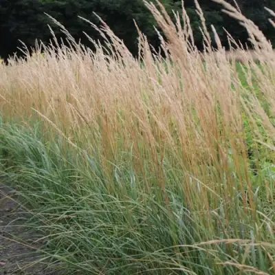 Вейник КАРЛ ФОРСТЕР остроцветковый в Жлобине