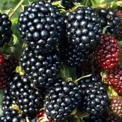 Ежевика ЭВЕРГРИН бесшипная  в Жлобине