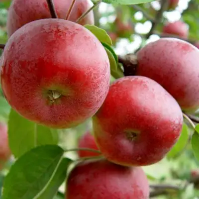 Яблоня ПОСПЕХ в Жлобине