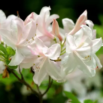 Азалия УАЙТ ЛАЙТС листопадная в Жлобине