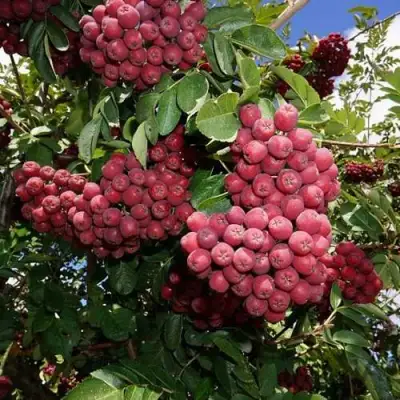 Рябина ТИТАН сладкоплодная  в Жлобине