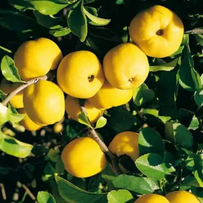 Айва ЦЕЗАРЬ в Жлобине