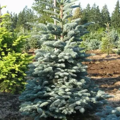 Пихта благородная в Жлобине