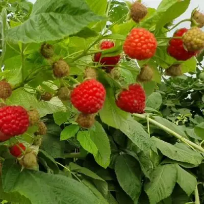 Малина КВЕЛЛИ в Жлобине