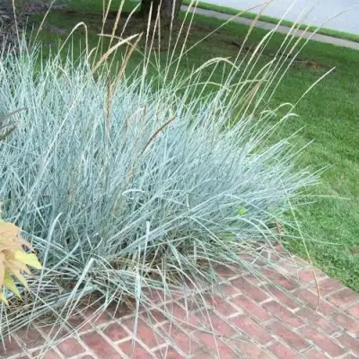 Элимус БЛЮ ДЮН песчаный в Жлобине