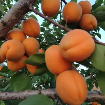 Абрикос ГОЛД РИЧ в Жлобине