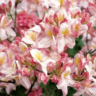 Азалия САТОМИ японская в Жлобине